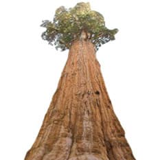 Coast redwood