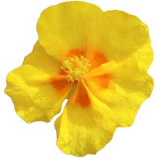 Helianthemum