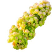 Grape blossom