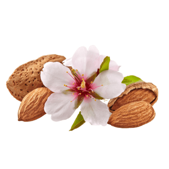 Almond blossom