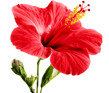 Hibiscus