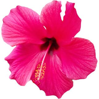 Pink hibiscus