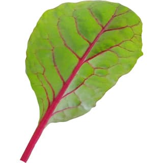 Rhubarb leaf