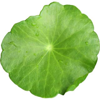 Gotu Kola