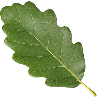 Oak leaf