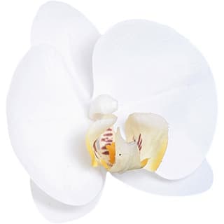 White orchid