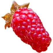 Loganberry