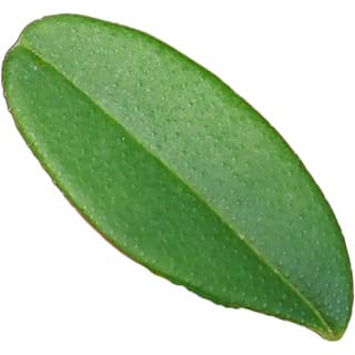 Boronia leaf