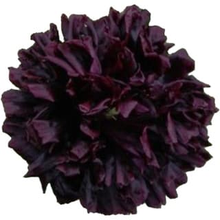 Black peony