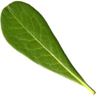 Pittosporum leaf