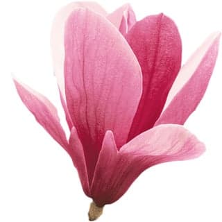 Pink magnolia