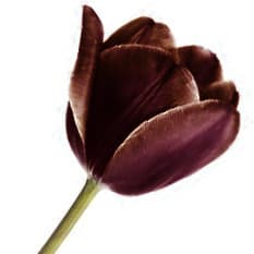 Black tulip