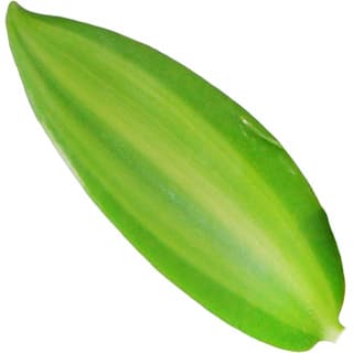 Vanilla orchid leaf