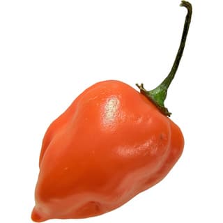 Habanero chili