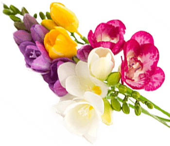 Freesia