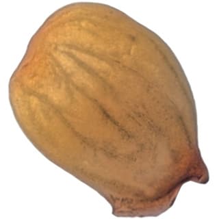 Apricot kernel