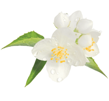 Mock-orange