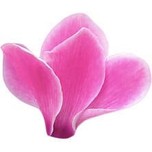 Indian cyclamen