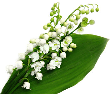 Lily of the valley