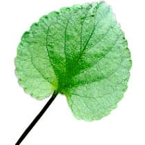 Italian violet leaf