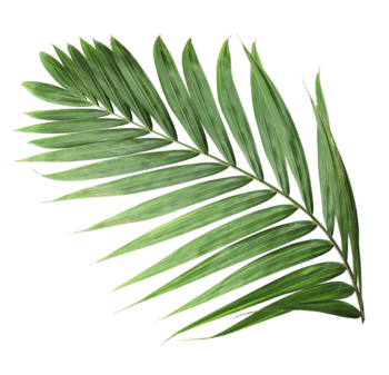 Palm leaf