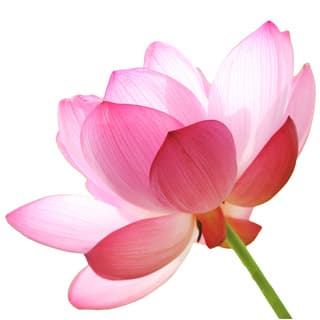 Pink lotus