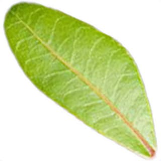 Mastic leaf