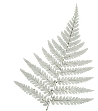 White fern