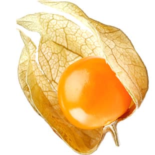 Cape gooseberry