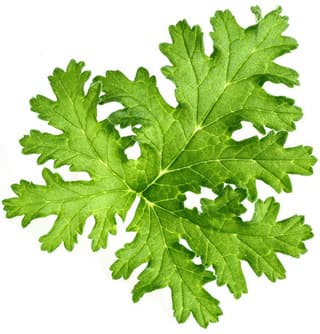 Bourbon geranium leaf