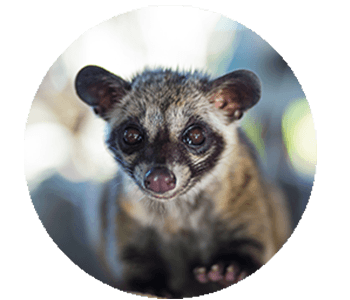 Civet