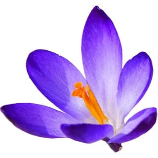 Crocus