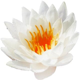 European white water lily