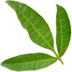 Peruvian pepper tree CO2