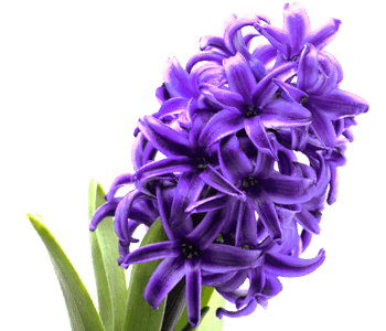 Hyacinth