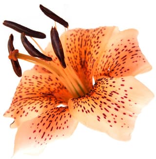 Tiger lily