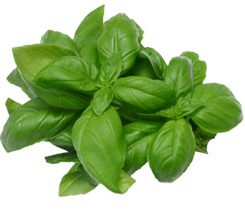 Basil