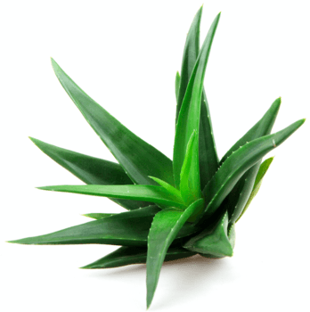 Agave