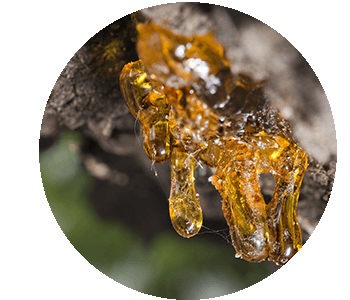 Pinyon pine resin