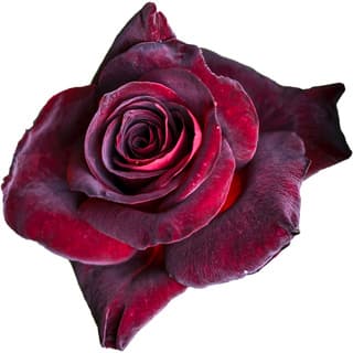 Black Baccara rose