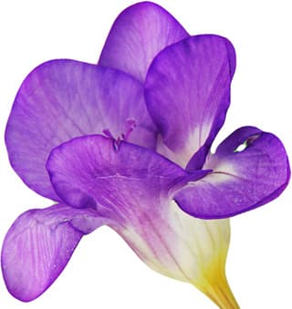 Purple freesia