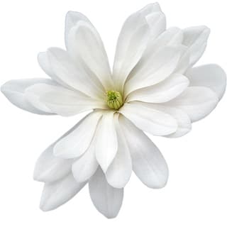 Star magnolia