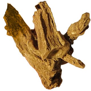 Indian costus root