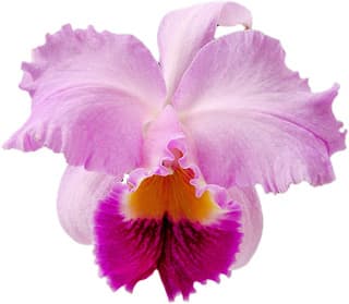 Cattleya orchid