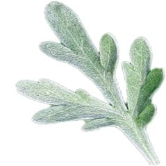 Gray sagewort