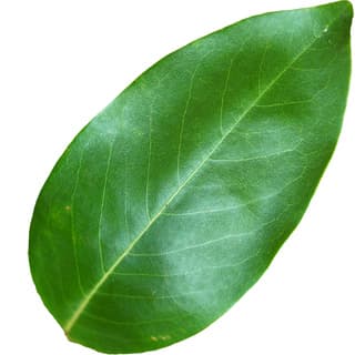 Magnolia leaf