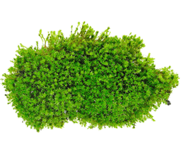 Mossy