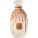 Royal Bouvardia / Royale Bouvardia