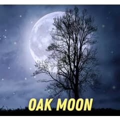 Oak Moon