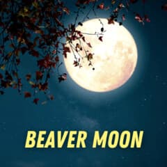 Beaver Moon